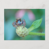 Carte Postale Un Peu De Jumpy ? (Devant)