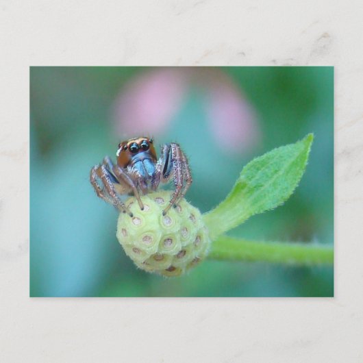 Carte Postale Un Peu De Jumpy ? (Devant)