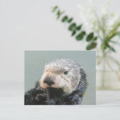 Carte Postale Un philosophe de la loutre de mer (Debout devant)