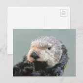Carte Postale Un philosophe de la loutre de mer (Devant / Derrière)