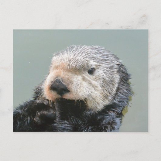 Carte Postale Un philosophe de la loutre de mer (Devant)
