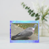 Carte postale - Un pigeon (Debout devant)