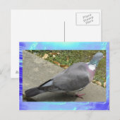 Carte postale - Un pigeon (Devant / Derrière)