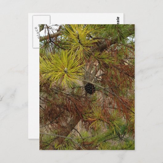 Carte Postale Un Pinecone (Devant / Derrière)