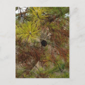 Carte Postale Un Pinecone (Devant)