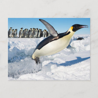 Carte Postale Un pingouin en Antarctique qui saute de l'eau
