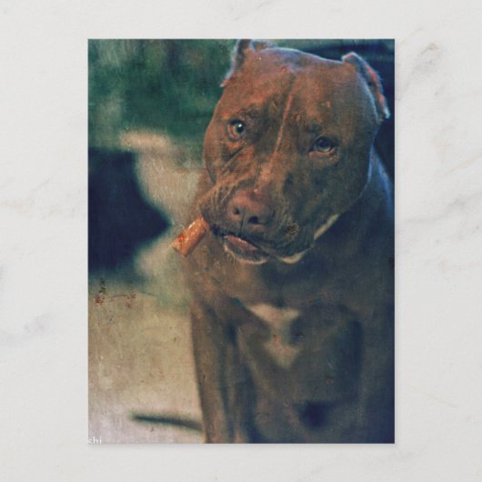 Carte Postale Un pitbull rouge de nez mâchant un cigare (Devant)