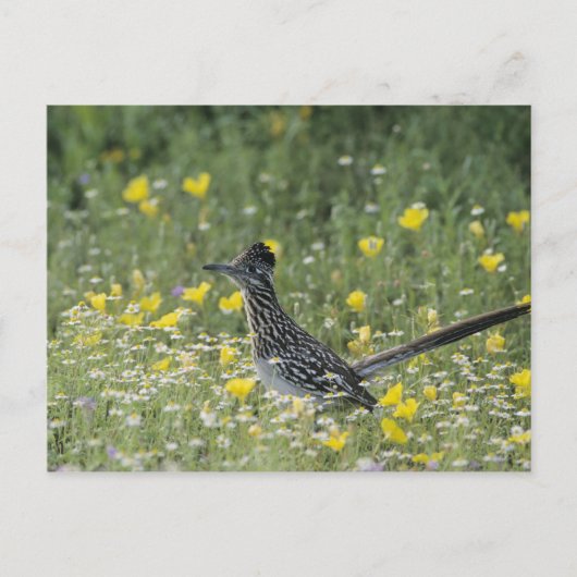 Carte Postale Un plus grand Roadrunner, californianus de (Devant)