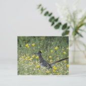 Carte Postale Un plus grand Roadrunner, californianus de (Debout devant)