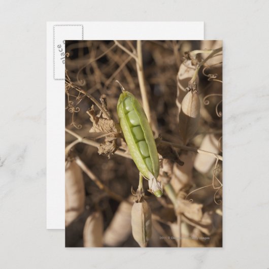 Carte Postale Un Pois Vert Sur Un Plante De Pois Séché (Devant / Derrière)