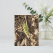 Carte Postale Un Pois Vert Sur Un Plante De Pois Séché (Debout devant)
