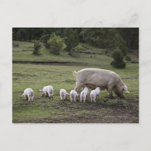 Carte Postale Un porc avec des porcelets dans un champ