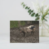 Carte Postale Un porc en canard (Debout devant)