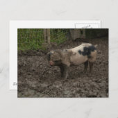 Carte Postale Un porc en canard (Devant / Derrière)