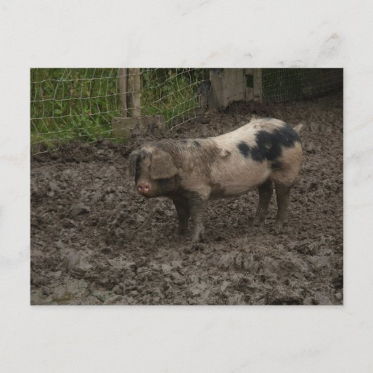 Carte Postale Un porc en canard (Devant)