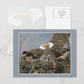 Carte Postale Un portrait de famille d'Eagle chauve (Devant / Derrière)