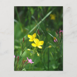 Carte Postale Un pré de printemps en Nouvelle-Angleterre