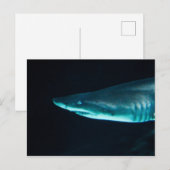 Carte Postale Un requin (Devant / Derrière)