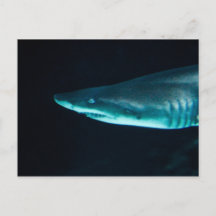 Un requin
