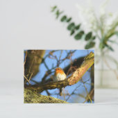 Carte Postale Un Robin dans l'ancien chêne (Debout devant)