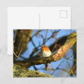 Carte Postale Un Robin dans l'ancien chêne (Devant / Derrière)