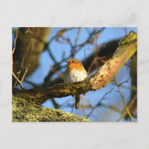 Carte Postale Un Robin dans l'ancien chêne