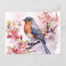 Un Robin de Printemps parmi les fleurs de cerisier