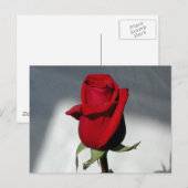 Carte Postale Un Rose (Devant / Derrière)