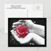 Carte Postale Un Rose à la main 2 (Devant / Derrière)