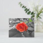 Carte Postale Un Rose de l'espoir (Debout devant)