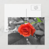 Carte Postale Un Rose de l'espoir (Devant / Derrière)