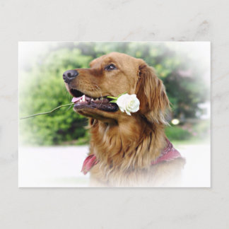 Carte Postale Un rose pour vous