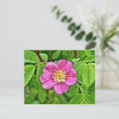 Carte Postale Un Rose sauvage (Debout devant)