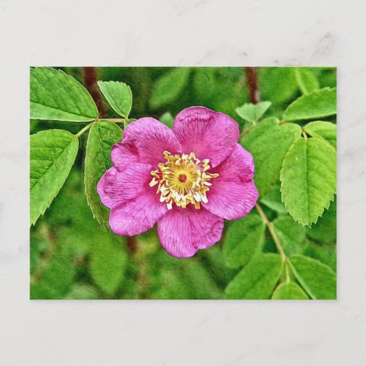Carte Postale Un Rose sauvage (Devant)