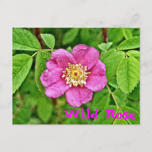 Carte Postale Un Rose sauvage (Devant)