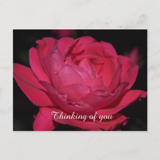 Carte postale. Un rose sous un autre nom (Devant)