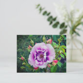 Carte Postale Un rose violet (Debout devant)