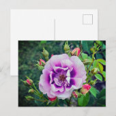 Carte Postale Un rose violet (Devant / Derrière)