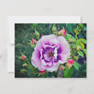 Carte Postale Un rose violet