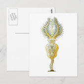 Carte Postale Un Rotifer (Devant / Derrière)