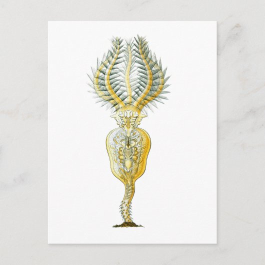 Carte Postale Un Rotifer (Devant)