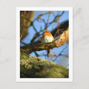 Carte Postale Un rouge-gorge dans le vieux chêne
