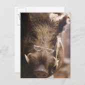 Carte Postale un sanglier farci portant des lunettes devant un (Devant / Derrière)