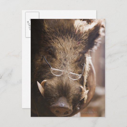 Carte Postale un sanglier farci portant des lunettes devant un (Devant / Derrière)