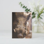 Carte Postale un sanglier farci portant des lunettes devant un (Debout devant)