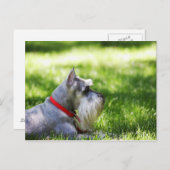 Carte Postale Un Schnauzer posé dans l'herbe (Devant / Derrière)