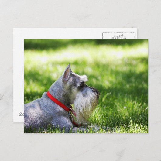 Carte Postale Un Schnauzer posé dans l'herbe (Devant / Derrière)