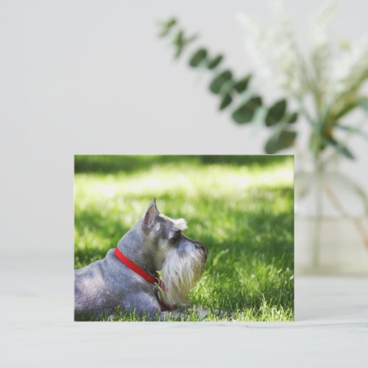 Carte Postale Un Schnauzer posé dans l'herbe (Debout devant)