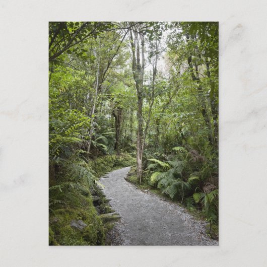 Carte Postale Un sentier à travers une forêt tropicale au pied d (Devant)