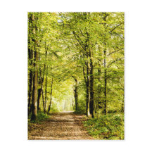 Un sentier couvert de feuilles dans une forêt de m